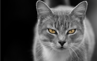 Cat yellow eyes black white 2 - symmetrical eye free wallpaper