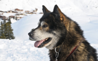 Dog snow mountain collar leash - maya free wallpaper