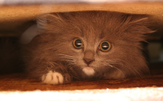 Sad cat in bed big - a cat bed free wallpaper