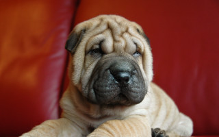 Dog red couch paws arm - facial free wallpaper