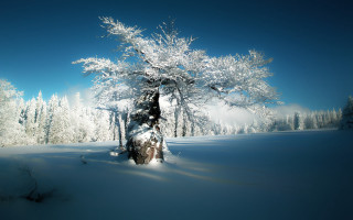 Snow covered tree winter nature - a blue sky above free wallpaper