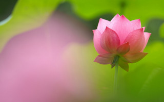 Pink flower green background macro 6 - bloom free wallpaper