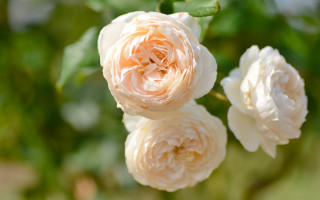 White rose daisy lily flower - the background and a blurry background behind free wallpaper