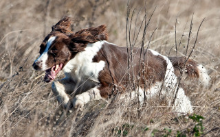 Dog running tall grass open - action scene free wallpaper for desktop