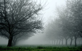 Foggy field trees grass branch - a foggy field free wallpaper
