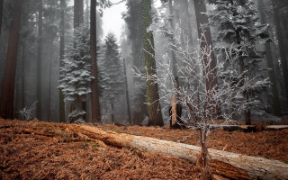 Forest fallen tree fog trail - a trail in the foreground free wallpaper