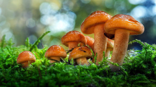 Mushrooms moss forest nature macro - a group of mushrooms free wallpaper