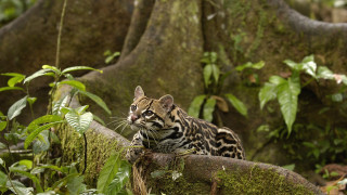 Jungle cat on branch mossy - mossy free wallpaper for desktop