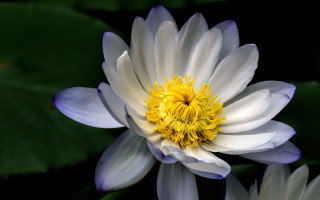 White yellow flower green leaves - a white center free wallpaper