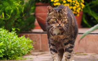 Cat sidewalk potted flowers green - plant free wallpaper