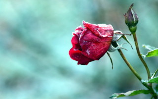 Red rose water droplets blurry 6 - a single red rose free wallpaper