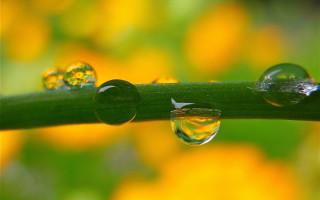 Water droplets plant stem yellow - a plant stem free wallpaper