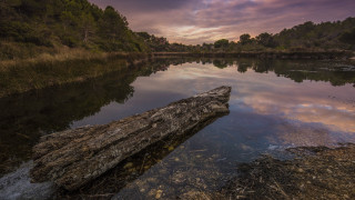 Log water forest riverbank sunset - a log free wallpaper