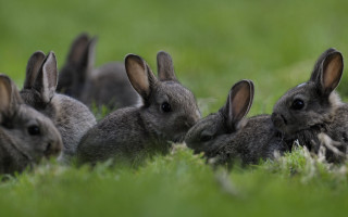 Rabbits grass group nature animals - beatrix potter free wallpaper