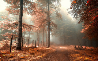 Dirt road forest fog autumn 3 - german romanticism free wallpaper for desktop