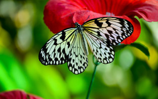 Blue butterfly flower green background - red flower free wallpaper