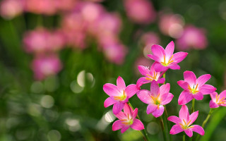 Pink flowers macro bokeh cherry - green grass free wallpaper