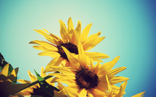Sunflowers vase blue sky green - a few green leaf free wallpaper for desktop