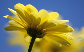 Yellow sunflower blue sky macro - a blue sky background in the background free wallpaper