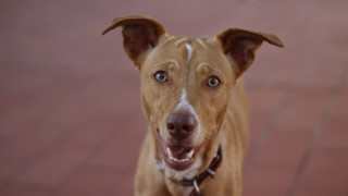 Brown dog white spot red - maya free wallpaper