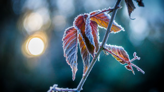 Frost leaf macro night moon - frost free wallpaper for desktop