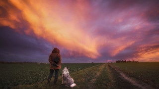 Woman dog field sunset colorful - the horizon free wallpaper