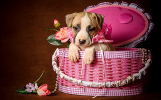 Puppy pink basket flowers shoe - a puppy free wallpaper