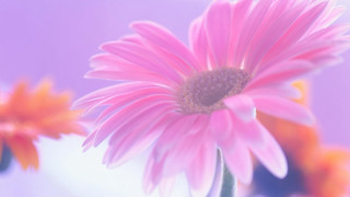 Pink flower macro blurry background 8 - soft color free wallpaper