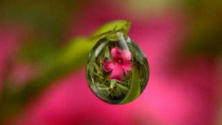 Pink flower reflection water macro - a drop of water free wallpaper