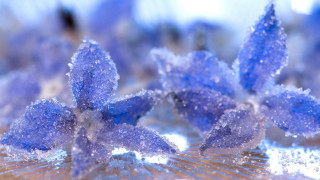 Blue flower snow macro crystal - macro art free wallpaper
