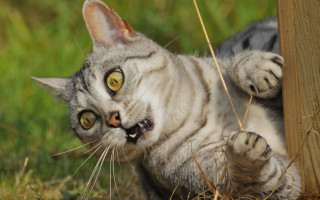 Cat open mouth paws post - sharp claw free wallpaper