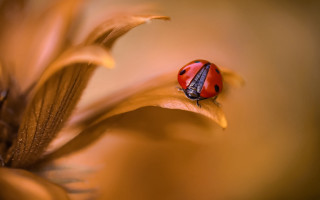 Ladybug flower macro photography blurry - a blurry background of the petals and the petals free wallpaper