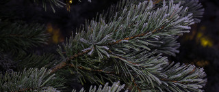 Pine snow needles yellow light - a close up of a pine tree free wallpaper