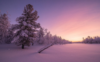 Snowy landscape tree purple sky - a tree in the foreground free wallpaper