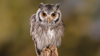 Small owl orange eyes branch - a small owl free wallpaper