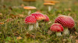 Mushrooms grass macro bokeh nature - the grass together free wallpaper