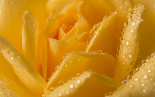 Yellow rose water droplets blue 3 - a yellow rose free wallpaper