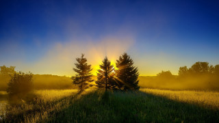 Field trees sunset fog blue - tree and a sun free wallpaper
