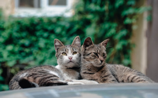 Cats on car bush background - free cats wallpaper