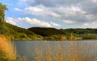 Lake trees grass cloudy sky - tall grass and trees free wallpaper