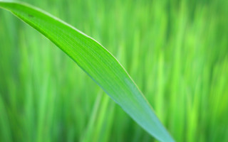 Green grass blurry background macro - thin free wallpaper for desktop