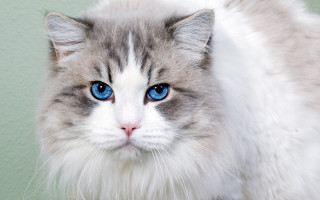 White cat blue eyes serious - its face and head free wallpaper