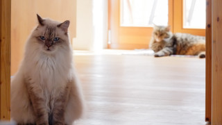 Two cats wooden doors floor - tone free wallpaper
