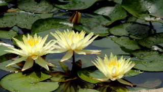 Yellow flowers pond lilies impressionist - blanche hoschedé monet free wallpaper