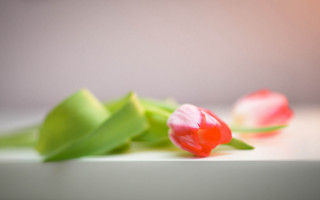 Pink flowers tabletop blurry background - a couple free wallpaper