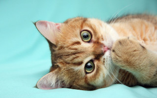 Cat laying blue blanket wide - a blue blanket free wallpaper