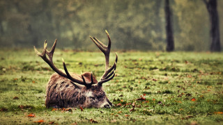 Deer laying field trees leaves - a deer free wallpaper