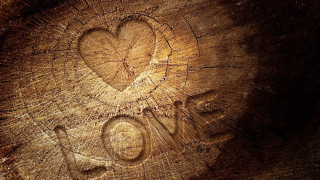 Heart carved tree love star - a tree trunk free wallpaper