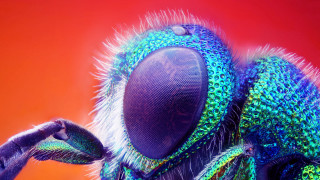Colorful insect closeup glowing digital - a blue background behind free wallpaper