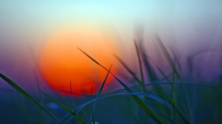 Blurry sunset grass microscopic plant - grass free wallpaper for desktop